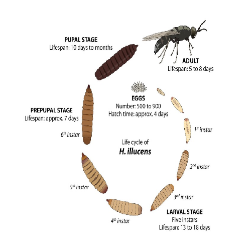 Protein of Black Soldier Fly