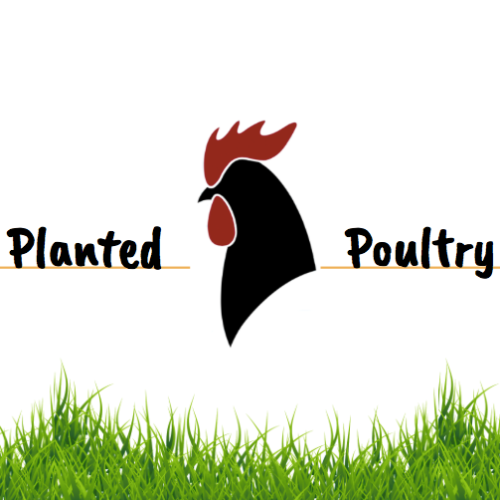 Planted Poultry